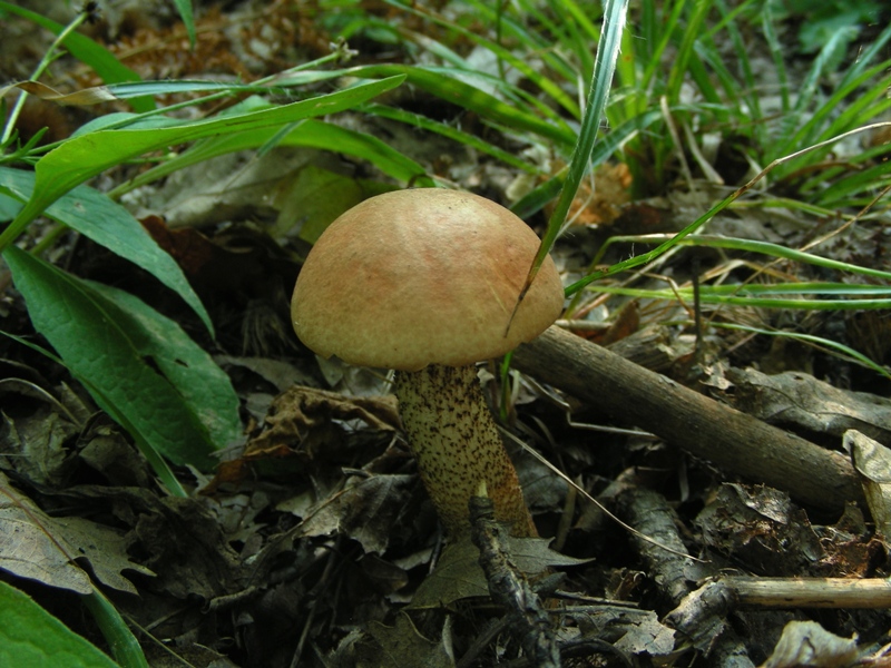 Un polentone in castagneto